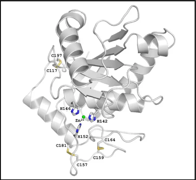 Figura  6:  Representação  esquemática  da  estrutura  da  enzima  BmooMPα -I.  As  pontes  dissulfeto  e  as  três histidinas catalíticas estão destacadas em alças elevadas