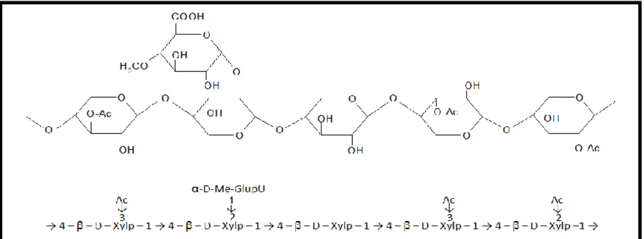 Figura 7: Estrutura molecular de uma hemicelulose, 4-o-metilglucuronoxilana (folhosas)
