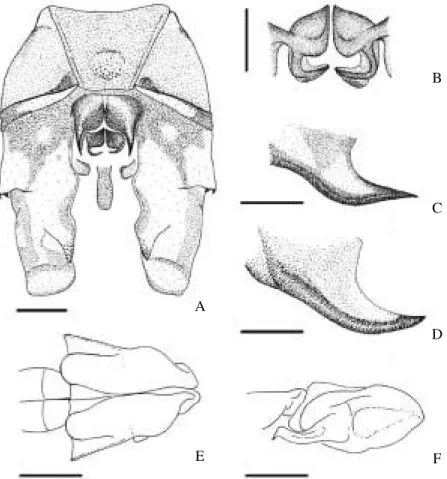 Fig. 4. Cerci: A-B,   holotype, E,   allotype of A. brasiliensis sp. nov., C-D, A. variegata, A, C, E, dorsal view, B, D, lateral view (scales = 1 mm).