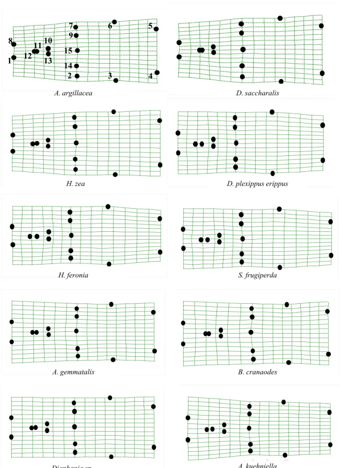 Figure 5. Grids of relative warps (   = 0) with the average shape of the genital capsules of T