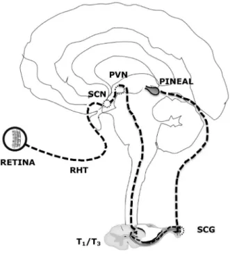 Figure 2. Neural control of pineal melatonin synthesis. RHT: 