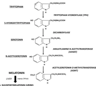 Figure 3. Melatonin synthesis pathway and hepatic metabolization. The  enzymes are written in italic and the derived molecules are underlined.