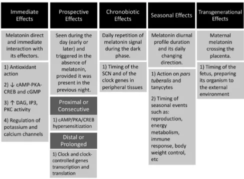 Figure 5. Melatonin ways of action. The upper boxes represent the different ways of action