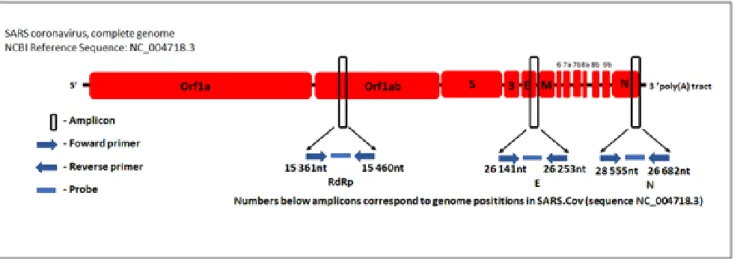 Figure 2. Relative positions of primers and probes on the virus genome (E = Envelope protein gene; M = Membrane protein gene; N = Nucleocapsid  protein gene; ORF =  Open reading frame; RdRp = RNA dependent RNA polymerase gene; S = Spike protein gene, the n