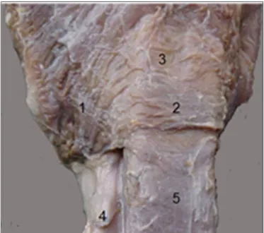 FIGURE 4. A – fresh esophagus segment where there is mixture of 1  – smooth and 2 – striated muscle