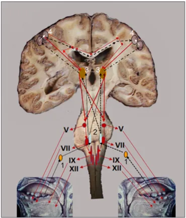 FIGURE 2. Frontal view of schematic diagram over an anatomical  specimen representing the neural control of the nutritional oral phase