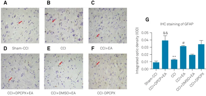 Figure 3. Changes in GFAP expression in the L4-L6 spinal dorsal horn after different treatments on day seven after CCI
