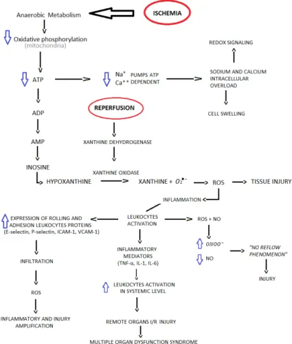 Fig. 1 – Mechanism of ischemia-reperfusion and oxidative stress. 