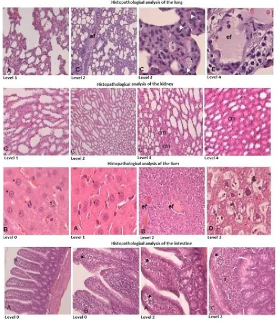 Fig. 3 – Histopathological analysis of lung, kidney, liver and intestine.