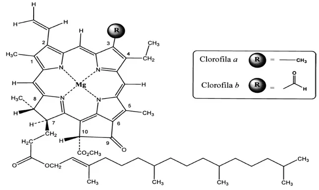 FIGURA  2.26:  Estrutura  base  dos  compostos  clorofilados  e  radicais  dos  grupamentos  da  clorofila “a” e “b”