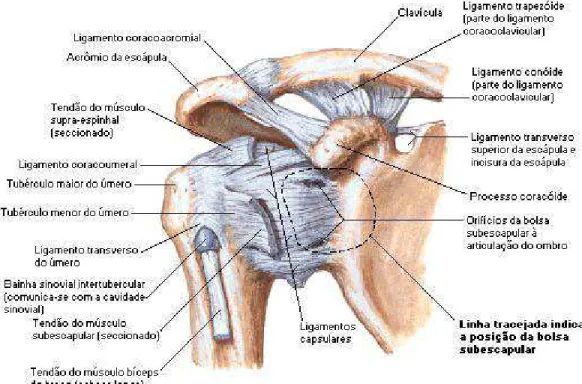 Figura 4: Vista anterior das estruturas articulares do ombro (NETTER, 2000). 