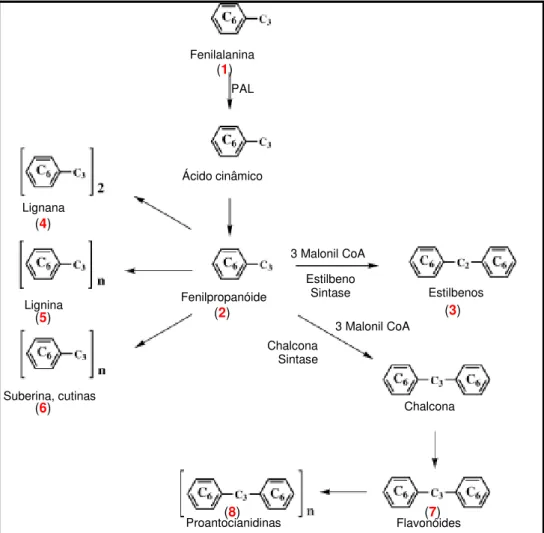 Figura  3.  Produção  de  fenilpropanóide  (2),  estilbenos  (3),  lignanas  (4),  ligninas  (5),  suberinas  e  cutinas (6), flavonóides (7) e taninos (8), a partir da fenilalanina (1) (Fonte: Naczk e Shahidi, 2004,  com modificações)