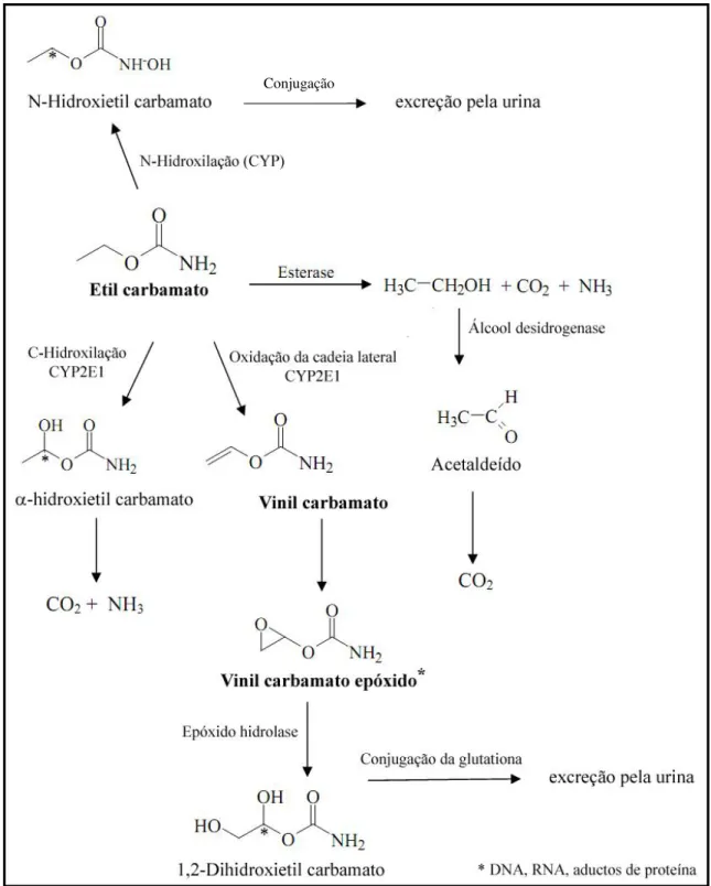 Figura 9. Principais vias de metabolização do URE (Fonte: EFSA, 2007, com modificações)