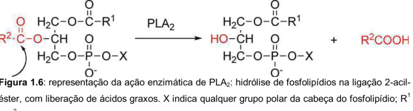 Figura 1.6: representação da ação enzimática de PLA 2 : hidrólise de fosfolipídios na ligação 2-acil- 2-acil-éster, com liberação de ácidos graxos