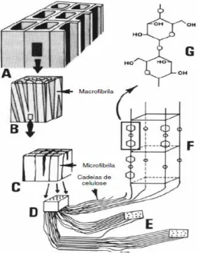 Figura 7 - Esquema representativo da organização das cadeias de celulose das plantas. 
