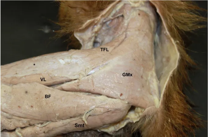 Figura  2-  Fotografia  da  face  lateral  da  coxa  de  Cebus  spp.  Músculo  tensor  da  fáscia  lata  (TFL); 