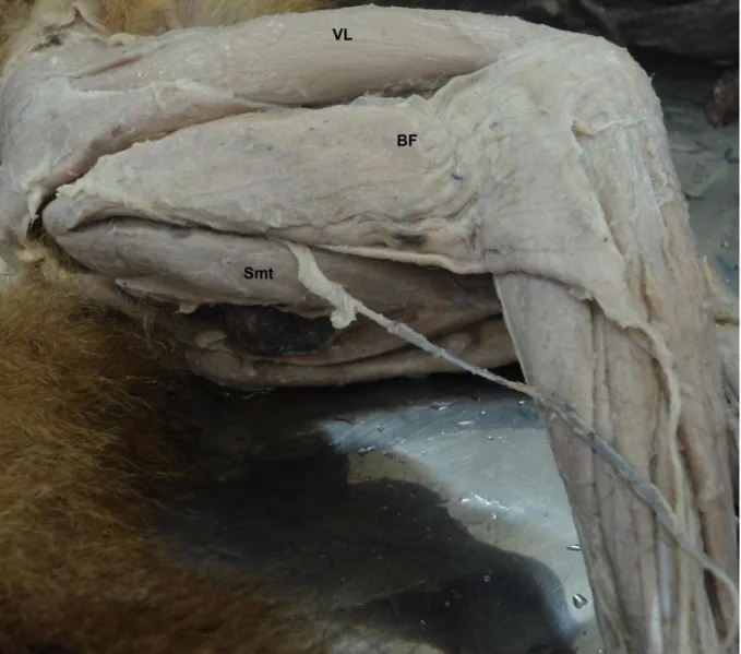Figura  4-  Fotografia  da  face  lateral  da  coxa  direita  de  Cebus.  Músculo  vasto  lateral  (VL);  músculo  bíceps femoral (BF); músculo semitendíneo (Smt).