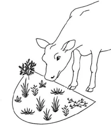 Figura  3  –   Representação  esquemática  de  um  animal  explorando  uma  estação alimentar