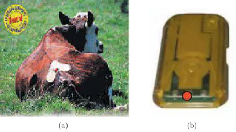 Figura 2.6: a) Vaca com dispositivo MountCount; b) Aspecto do dispositivo Mount- Mount-Count [37].