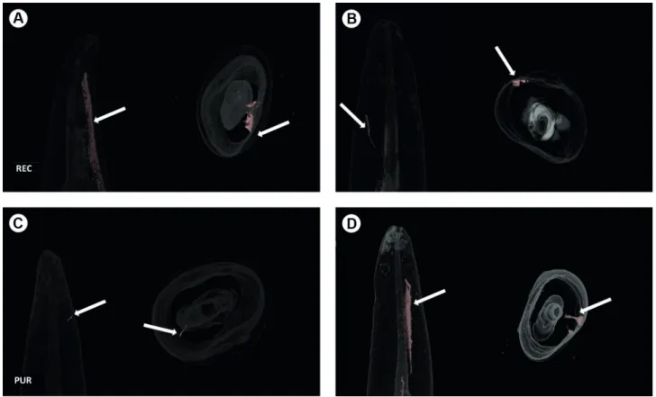 Figure 3. Evolution of the mean crack volumes (mm 3 ) in the groups: 