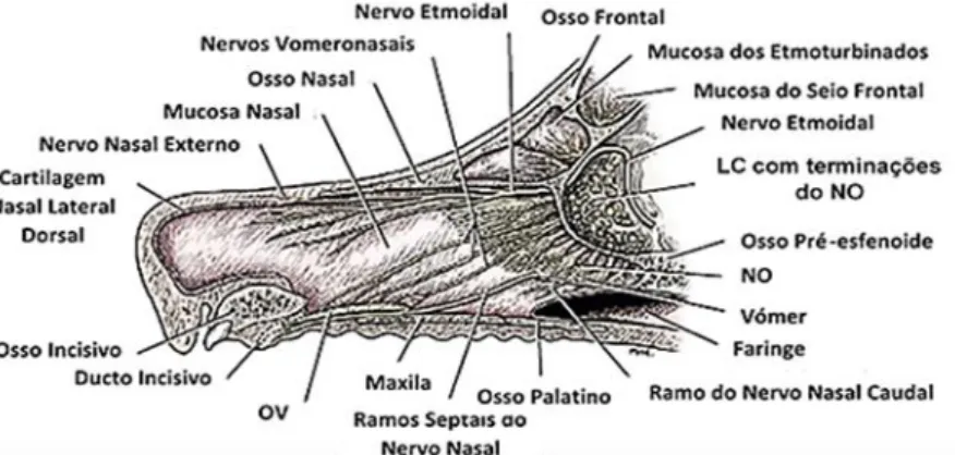 Figura 6: Corte sagital da CN evidenciando a distribuição nervosa na mucosa septal e o OV (adaptado de EVANS 