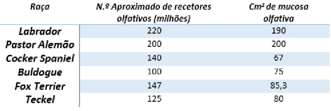 Tabela  1:  Relação  entre  a  raça/dimensões  do  animal,  número  aproximado  de  recetores  olfativos  e área ocupada pela mucosa olfativa na CN (GRANDJEAN &amp; HAYMANN, 2012)