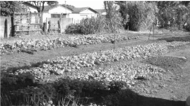 FIGURA 1: Cultivo de hortaliças em terreno da apac