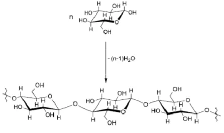 Figura 2 - Formação da cadeia de celulose pela união de unidades β-D-glucose. 