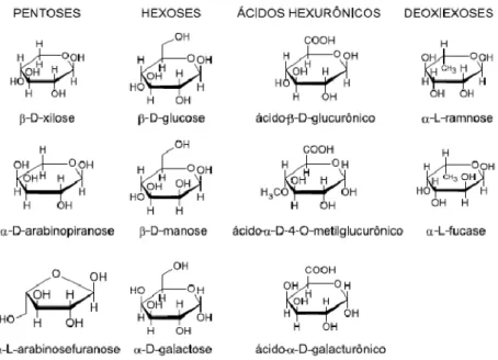 Figura 3 - Açúcares que compõem as unidades de hemiceluloses (Sjöström, 1993). 