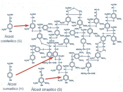 Figura 6 – Estrutura da molécula de lenhina (adaptado de Koning, 1994) 