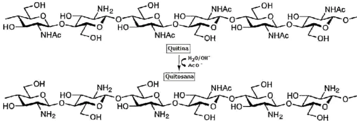 Figura 2 – Reacção de desacetilação da quitina com formação da quitosana (adaptado de Kurita [1])