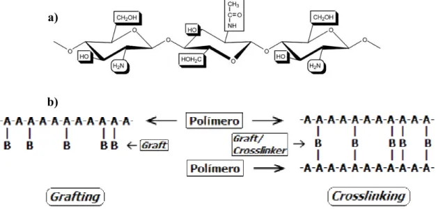 Figura  4  –  Reactividade  da  quitosana.  a)  Locais  da  quitosana  onde  podem  ocorrer  reacções  (adaptado  de  Pillai et al