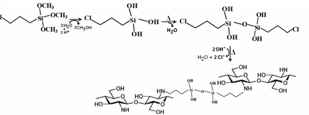 Figura 6 – Reacção química do CPTMS com a quitosana. 