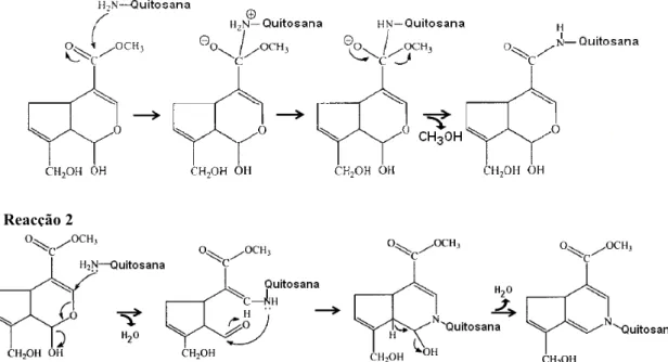 Figura 8 – Reacções de ligação do genipin à quitosana pelo mecanismo 1 (adaptado de Butler et al
