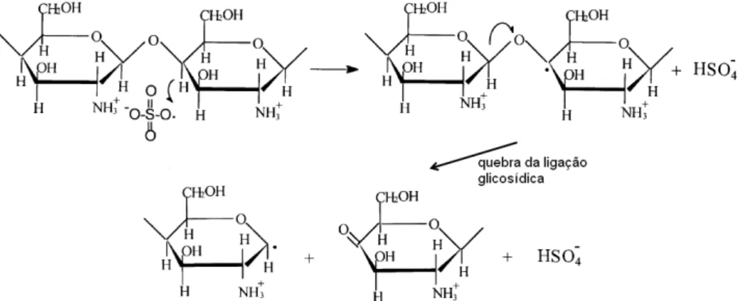 Figura 14 – Ruptura da ligação glicosídica da quitosana por acção do KPS (adaptado de Hsu et al