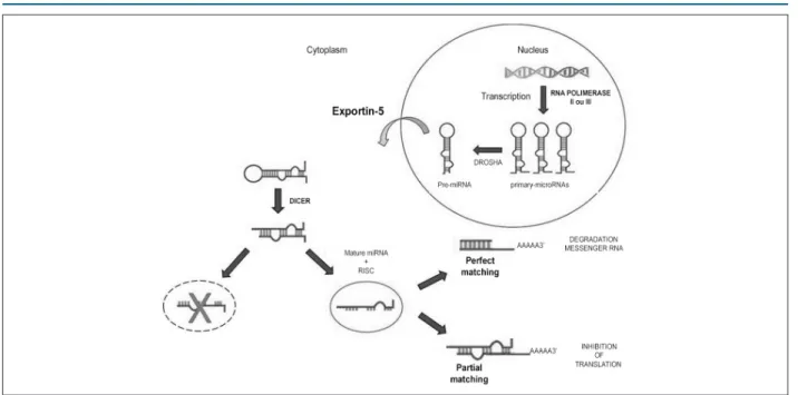 Figure 1 – Synthesis of miRNA and its action on messenger RNA (mRNA). Hairpin primary-microRNAs are synthesized in the nucleus, converted into pre-miRNA by Drosha enzyme,  and exported from the nucleus into the cytoplasm by the Exportin-5 protein
