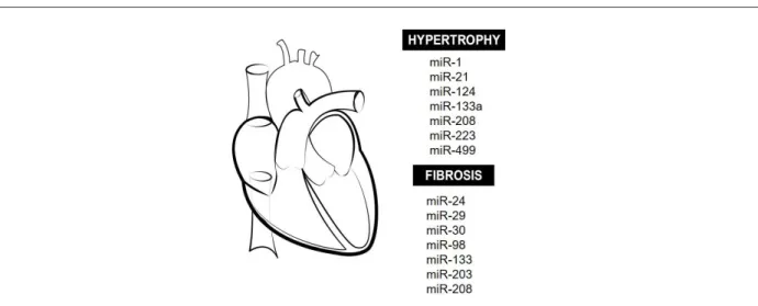 Figure 3 – Cardiac remodeling and miRNAs. Main miRNAs that modulate cardiac hypertrophy and tissue fibrosis during adverse cardiac remodeling in many diseases  are here illustrated.
