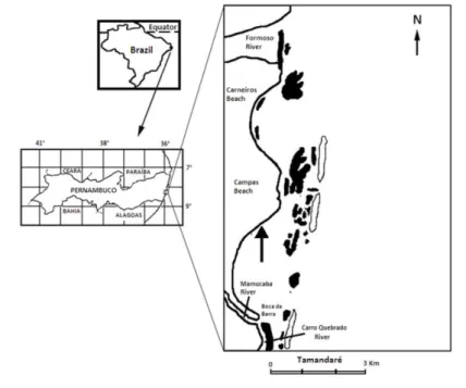 Fig. 1. Map of the sampling site (indicated by the arrow) at Tamandaré beach, Brazil. 