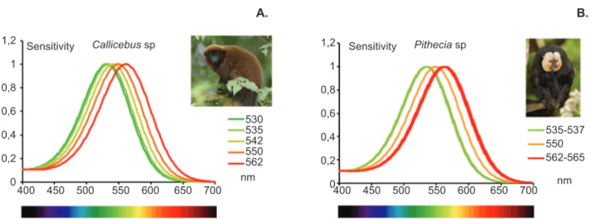 Figure 2. Summary of spectral sensitivity peaks described for genes that express L/M opsin in the Pitheciidae family