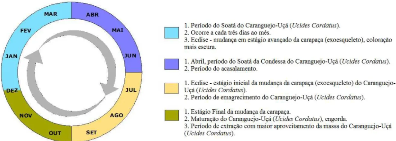 Figura 29:  Calendário de pesca e o ciclo de reprodução do Caranguejo-Uçá (Ucides  Cordatus) em Marapanim.