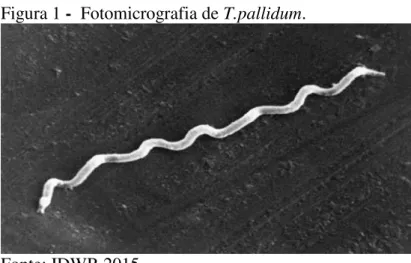 Figura 1 -  Fotomicrografia de T.pallidum.  