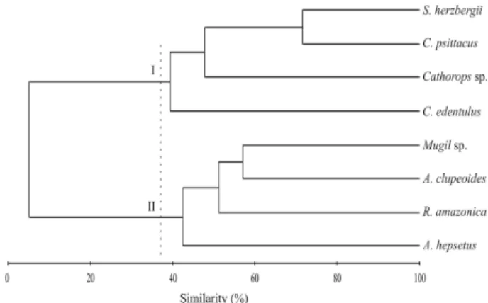 Figure 2 - Dendrogram showing the clustering results of the density of the juveniles of the eight  most  abundant  fish  species  collected  from  intertidal  mangrove  creeks  in  the  Curuçá  estuary  (north  Brazil)  between  September  2003  and  July 