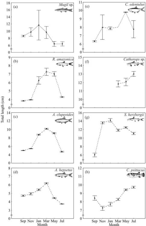 Figure  3 - Changes in total length (mean and 95% confidence interval) of juveniles of the eight  most abundant fish species collected bimonthly from intertidal mangrove creeks in the  Curuçá estuary (north Brazil) between September 2003 and July 2004