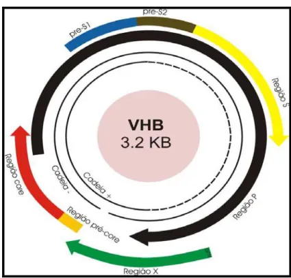 Figura 2 – Organização genômica do VHB 