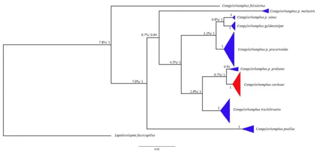 Figure  1  -Bayesian estimate  of the  phylogeny of the  genus  Campylorhamphus  based on two  mitochondrial genes  (cyt b and ND2)