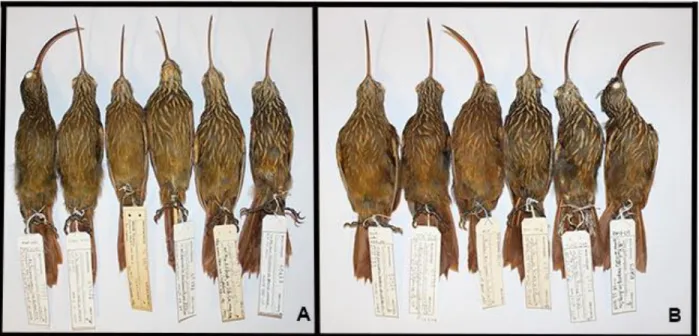 Figure  3  -  Ventral  views  of  representative  specimens  illustrating  plumage  diagnoses  between  Campylorhamphus  cardosoi  and its sister species  C