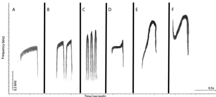 Figure  4  -  Representative  spectrograms  of  note-types  used  to  diagnose  the  loudsongs  of  taxa  currently  grouped  under the polytypic Campylorhamphus procurvoides