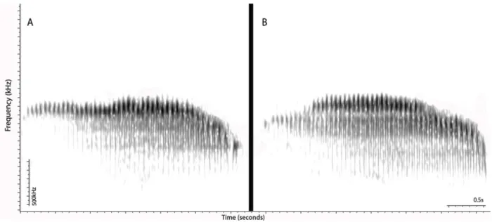 Figure 6 - Representative spectrograms of “longcalls” of  cardosoi (A; Brazil, Mato Grosso, Cristalino Lodge; KJZ  634B0000_2b) and probatus (B; Brazil, Amazonas, Borba, eastern bank of the Madeira River; LNS-127699_3e)