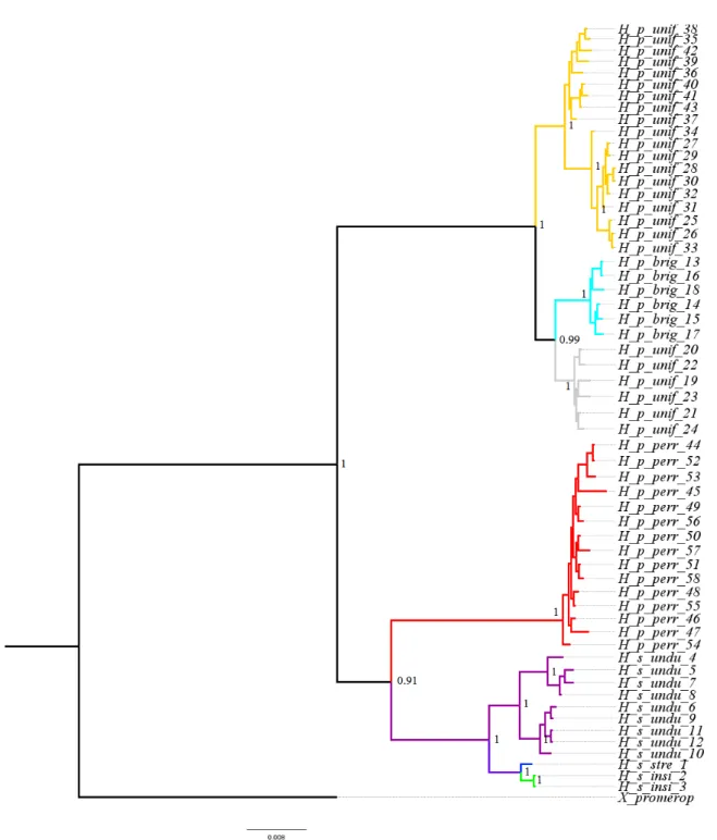 Figure  S1.  Phylogenetic  tree  of  the  genus  Hylexetastes,  constructed  using  Bayesian  Inference  of  concatenated mtDNA genes (Cytb and ND2) for 58 terminal taxa