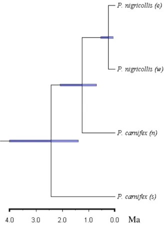 Figura  3.  Cronograma  de  diversificação  do  gênero  Phoenicircus  obtido  por  Inferência  Bayesiana a partir de sequências do gene mitocondrial cyt b e uma taxa de calibração 2.1% de  substituições  nucleotídicas  para  cada  milhão  de  anos